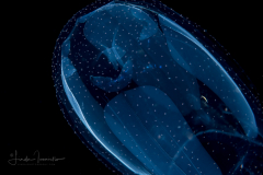 Cubozoa - Carybdeida - Alatina alata - Sea Wasp (Box Jellyfish)