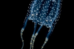 Cubozoa - Carybdeida - Alatina alata - Sea Wasp (Box Jellyfish) Juvenile - With Heteropod Prey