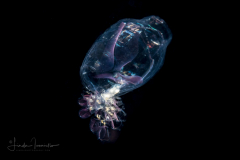 Doliolida Planktonic Tunicate - Dolioletta gegenbauri