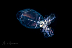Doliolida Planktonic Tunicate - Dolioletta gegenbauri