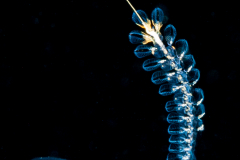 Doliolida Planktonic Tunicate - Dolioletta gegenbauri