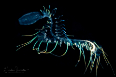 Doliolida Pelagic Tunicate