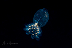 Doliolida Planktonic Tunicate - Dolioletta gegenbauri