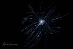 Foraminifera - Family Globigerinidae - Globigerina sp. - Pelagic Dandelion - Possibly Globigerinella siphonifera