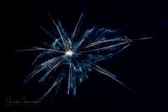 Foraminifera - Family Globigerinidae - Globigerina sp. - Halloween Spider Web