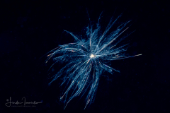 Foraminifera - Family Globigerinidae - Globigerina sp. - Halloween Spider Web