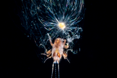 Foraminifera - Family Globigerinidae - Globigerina sp. - Pelagic Dandelion with an Amphipod