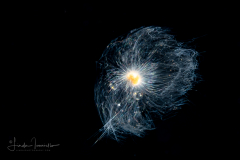 Foraminifera - Family Globigerinidae - Orbulina sp. - Pelagic Dandelion
