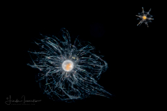 Foraminifera - Family Globigerinidae - Orbulina sp. - Pelagic Dandelion