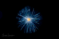 Foraminifera - Family Globigerinidae - Orbulina sp. - Pelagic Dandelion