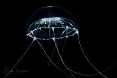 Unknown Hydromedusa