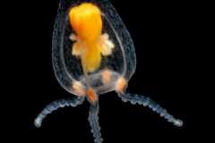 Hydromedusa - Anthoathecata - Euphysilla pyramidata