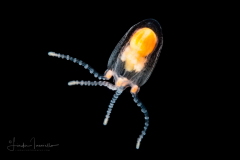 Hydromedusa - Anthoathecata - Euphysilla pyramidata