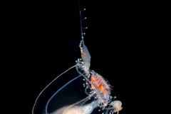 Hydromedusa - Anthoathecata - Apatizanclea mayeri - Preying on a Hyperiid Amphipod