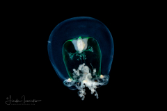 Hydromedusa - Anthoathecata - Bougainvillia sp.
