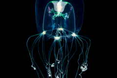 Hydromedusa - Anthoathecata - Bougainvillia sp.
