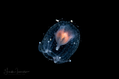 Hydromedusa - Anthoathecata - Bythotiaridae
