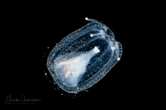 Hydromedusa - Anthoathecata - Bythotiaridae