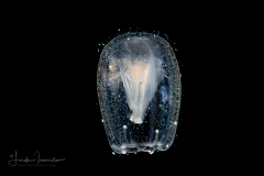 Hydromedusa - Anthoathecata - Bythotiaridae