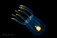 Hydromedusa - Anthoathecata - Calycopsis papillata