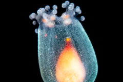 Hydromedusa - Anthoathecata - Cnidocodon leopoldi