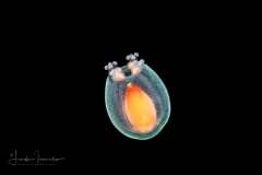 Hydromedusa - Anthoathecata - Cnidocodon leopoldi