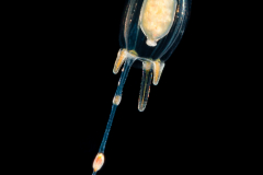 Hydromedusa - Anthoathecata - Corymorpha floridana