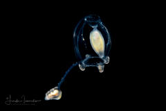 Hydromedusa - Anthoathecata - Corymorpha forbesii