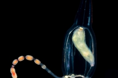 Hydromedusa - Anthoathecata - Corymorpha gracilis