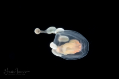 Hydromedusa - Anthoathecata - Corymorpha similis
