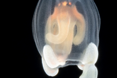 Hydromedusa - Anthoathecata - Corymorpha similis