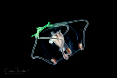 Hydromedusa - Anthoathecata - Cytaeis tetrastyla
