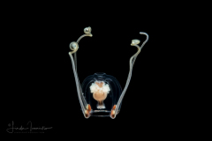 Hydromedusa - Anthoathecata - Cytaeis tetrastyla