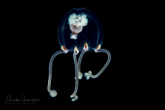 Hydromedusa - Anthoathecata - Cytaeis tetrastyla