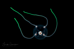 Hydromedusa - Anthoathecata - Cytaeis tetrastyla