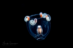 Hydromedusa - Anthoathecata - Cytaeis tetrastyla