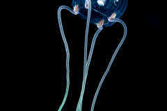 Hydromedusa - Anthoathecata - Cytaeis tetrastyla - Budding off Medusae