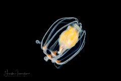 Hydromedusa - Anthoathecata - Ectopleura species