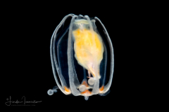 Hydromedusa - Anthoathecata - Ectopleura species