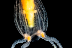 Hydromedusa - Anthoathecata - Euphysilla pyramidata