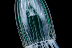 Hydromedusa - Anthoathecata - Leuckartiara adnata