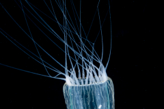 Hydromedusa - Anthoathecata - Leuckartiara adnata