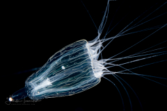 Hydromedusa - Anthoathecata - Leuckartiara adnata