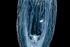 Hydromedusa - Anthoathecata - Leuckartiara adnata