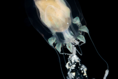 Unknown Hydromedusa - Anthoathecata - Pandeidae