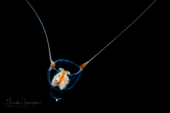 Hydromedusa - Anthoathecata - Amphinema rugosum