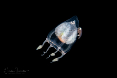 Hydromedusa - Anthoathecata - Cirrhitiara superba