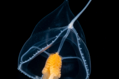Hydromedusa - Anthoathecata -  Larsonia pterophylla