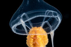 Hydromedusa - Anthoathecata -  Larsonia pterophylla