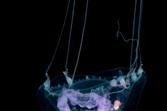 Hydromedusa - Anthoathecata - Merga violacea - Intermediate stage